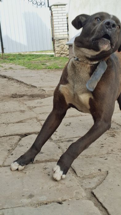 Собака безкоштовно