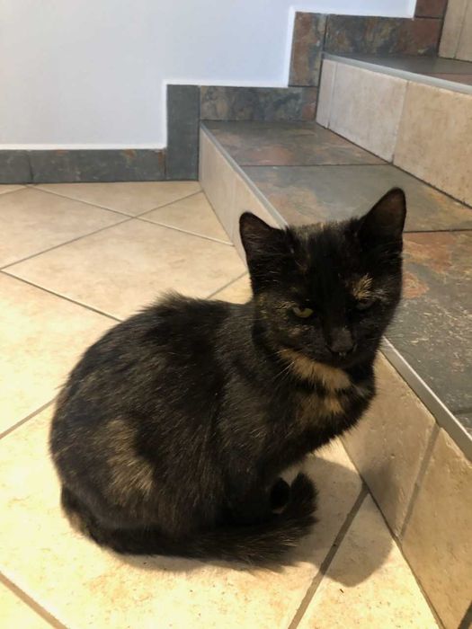 Oddam koty w troskliwe ręce