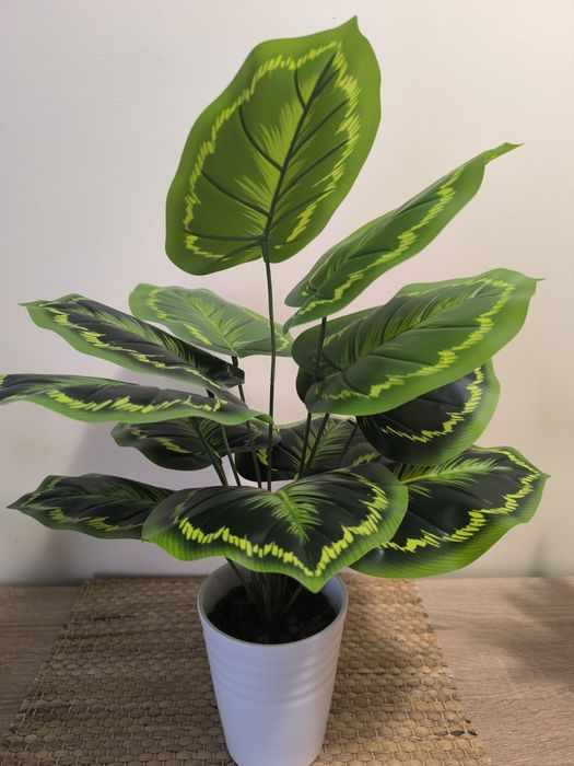 Piekna, duża roślina do dekoracji