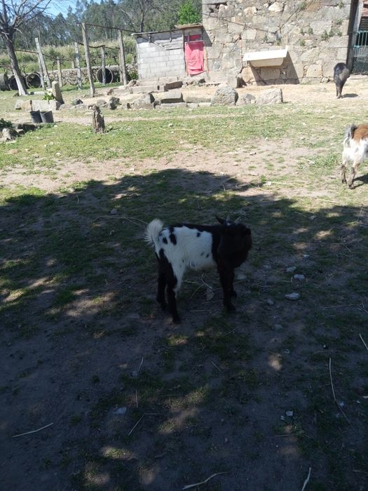 Cabritinho de raça anã com 3 meses