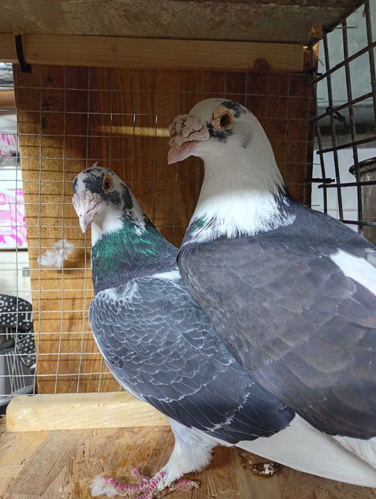 Mam do sprzedania gołębie staropolskie