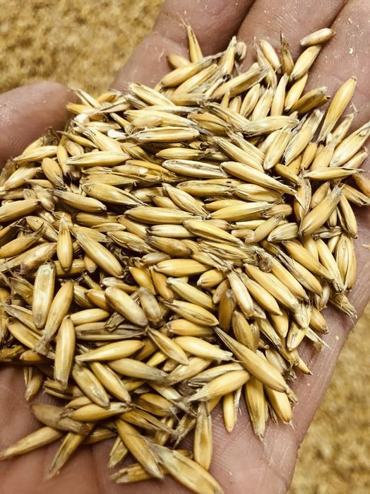 Owies 2025 zboże możliwość transportu