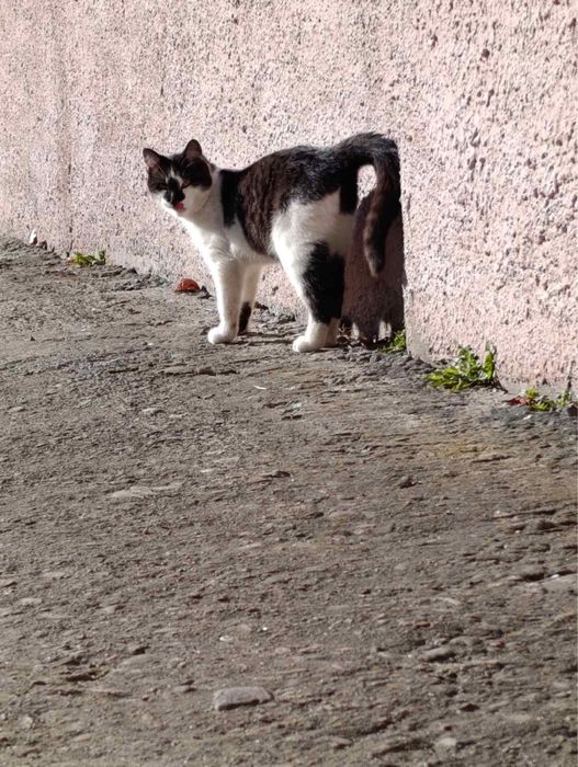 Киця Краля в пошуках люблячих господарів