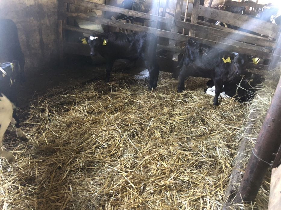 Продаем телят , абердинской породы