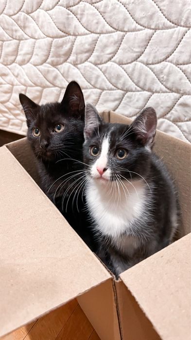 Найніжніший котик!