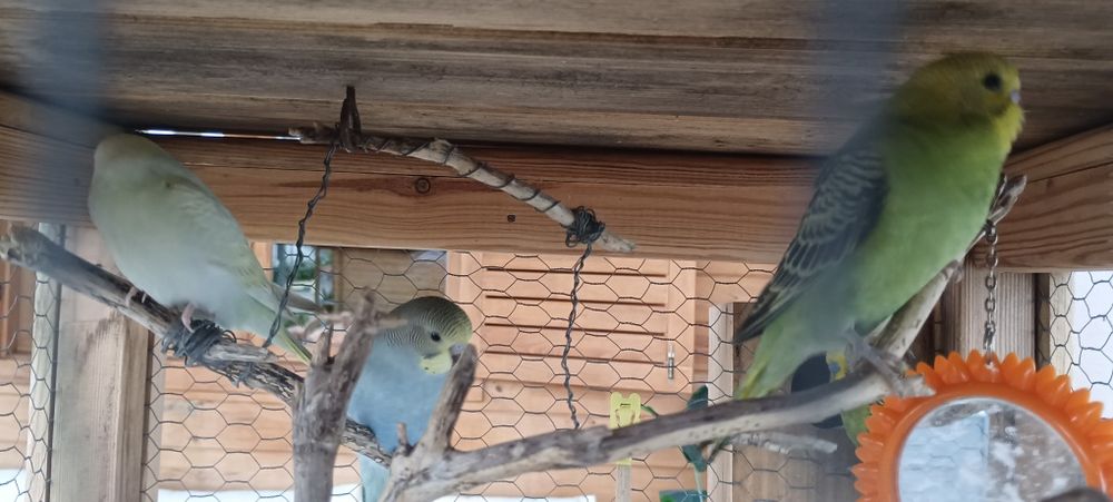 Vendo periquitos, margem sul