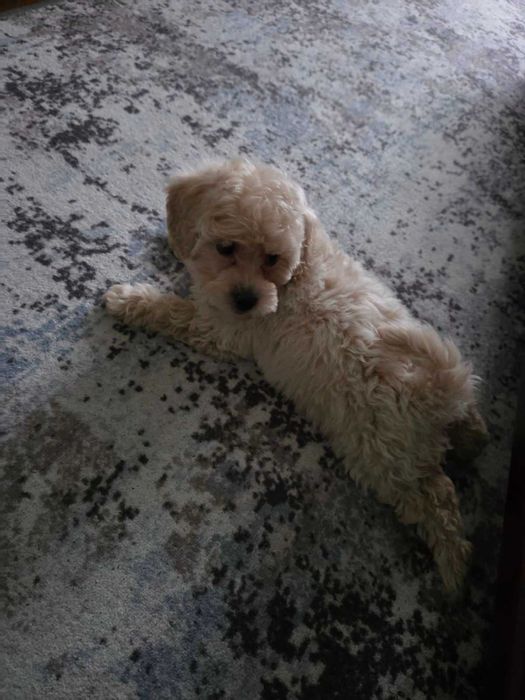 Пушони з доставкою у Ваше місто