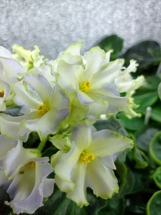 Фиалки детки, стартеры