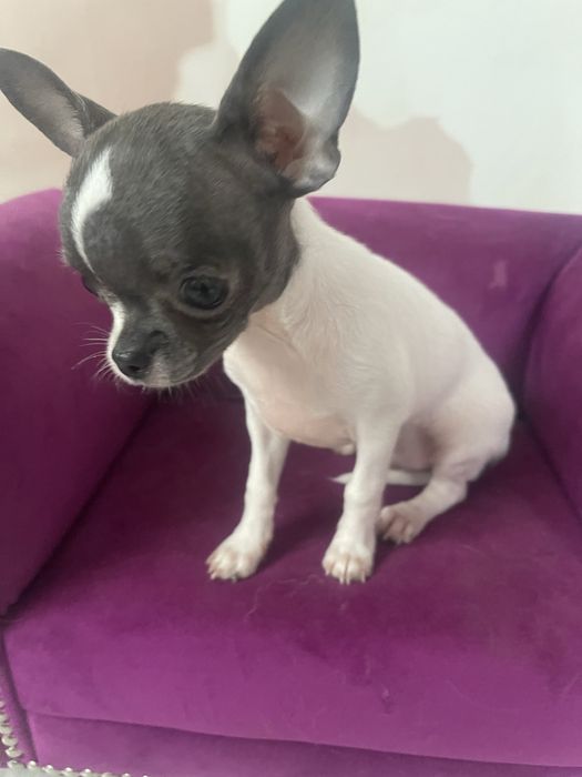Pies chihuahua .