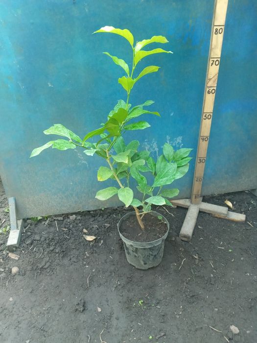 Лимон  + Лимон +