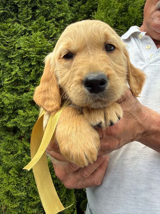 Golden retriever Samiec