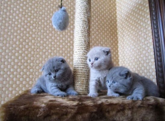 Шотландські котята