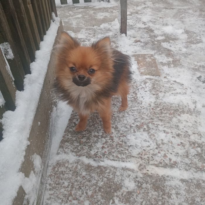 Чудовий шпіцик(хлопчик)