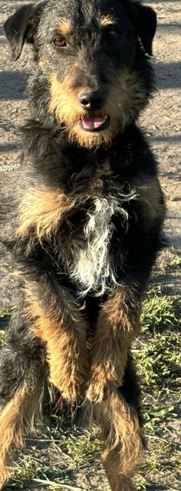 Terier niemiecki - myśliwski jagdterrier