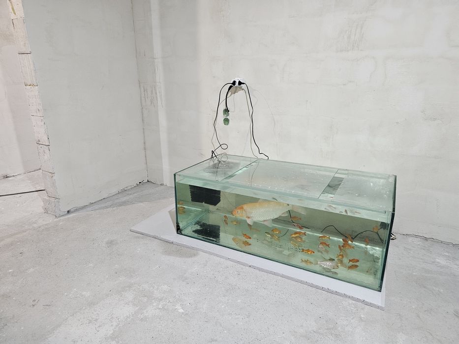 карп кои 44см  кол_во 1шт