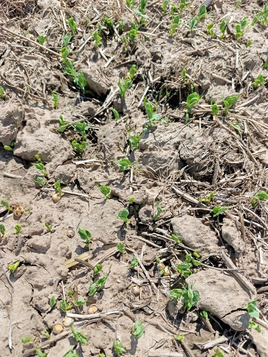 Groch  , groszek, peluszka, poplon, przedplon