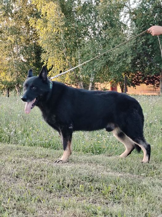 Східноєвропейські вівчарки