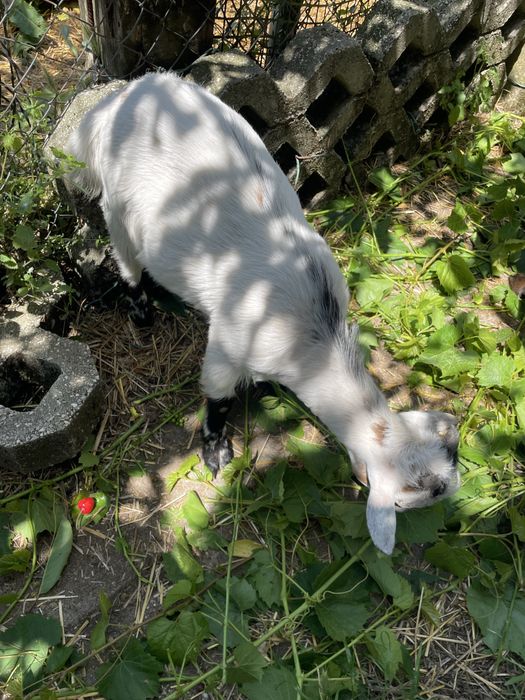 Cabrito raça anã