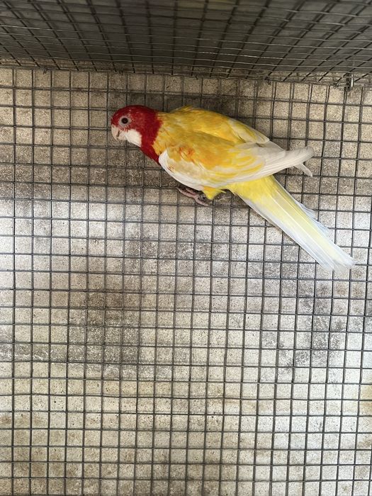 Casal Roselas Eximius Lutino de 2024