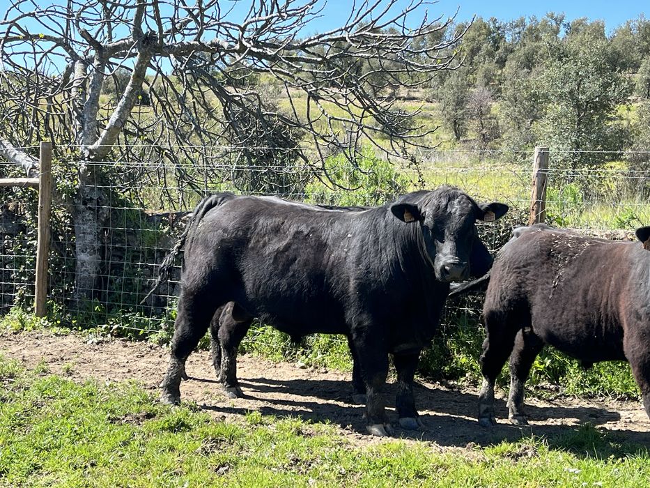 Touros Aberdeen-Angus