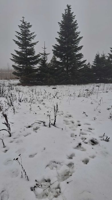 Sprzedam działki rolne 3000m