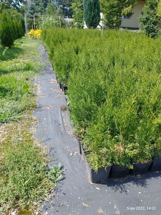 Tuje szmaragd  ok. 80-90 cm