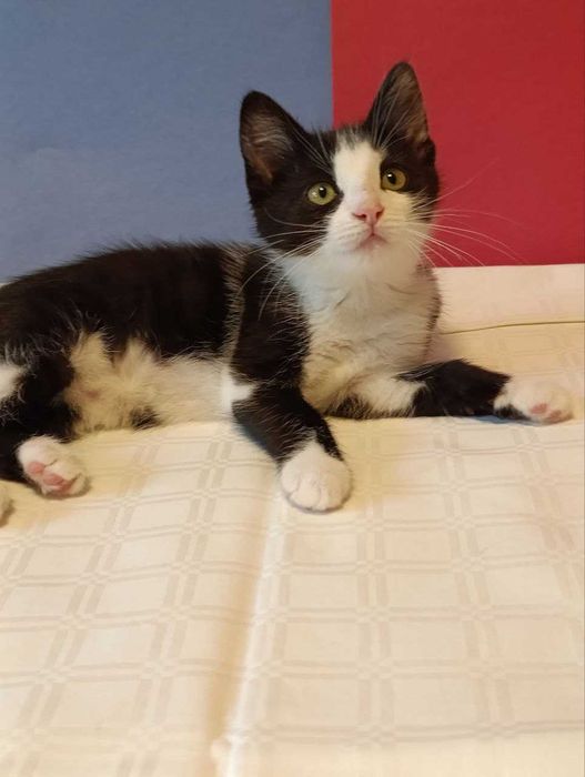 Котята красивые котики  бесплатно
