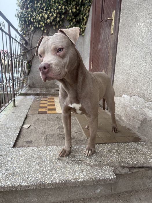 American Pit Bull Silver fawn piękny piesek