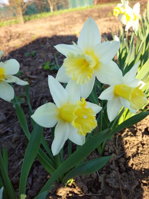 Продам цибулинки нарцісів