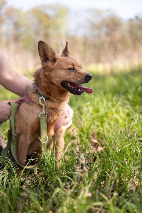 Rafi śliczny delikatny niewielki piesek ADOPCJA