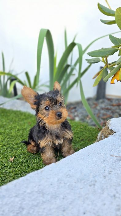 Yorkshire Terrier Macho