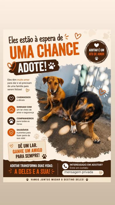 Cães para adoção conjunta