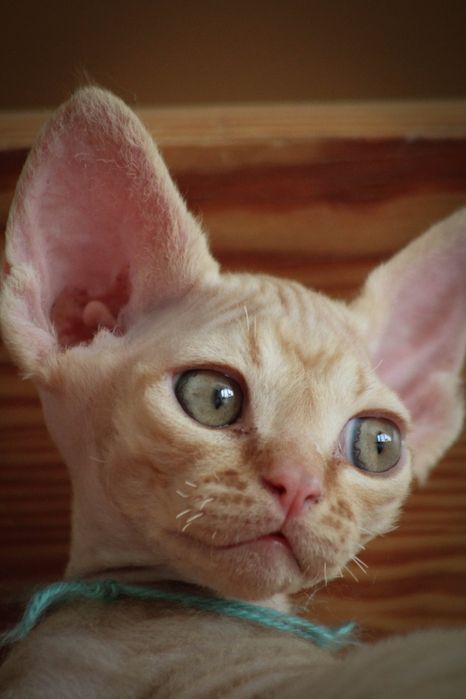 Kocurek Devon rex FPL