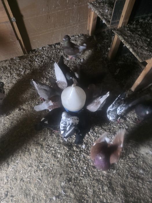 Sprzedam kingi gołebie