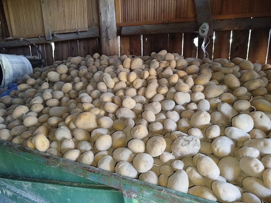 Ziemniaki odmiana Jurek