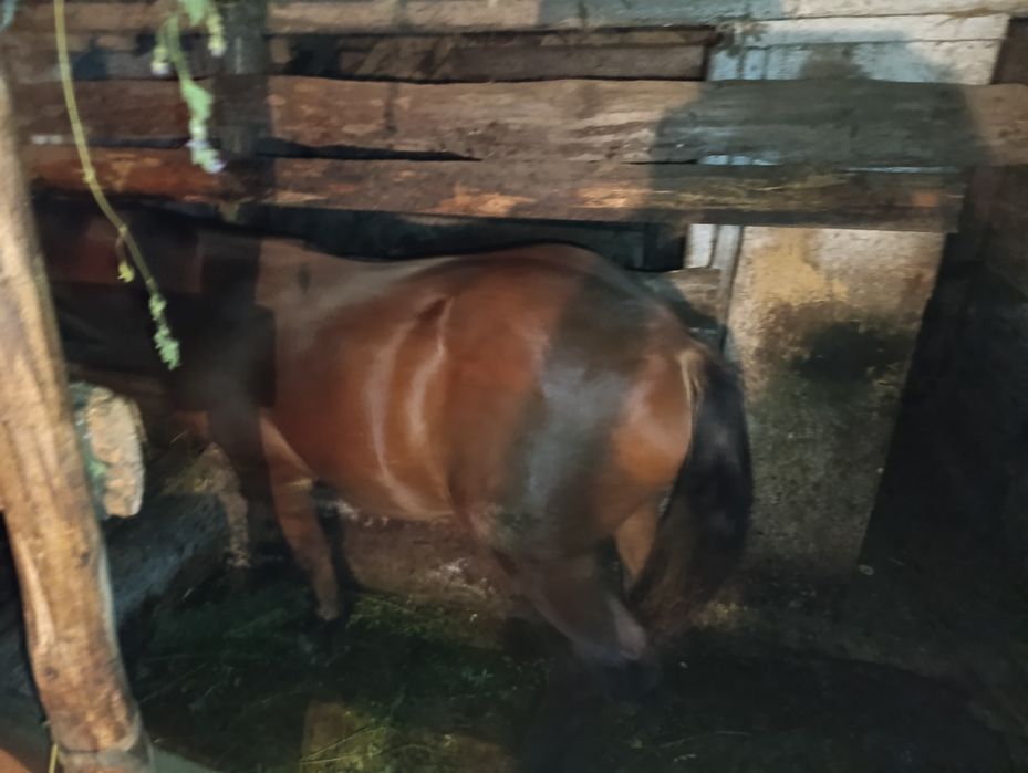 Продам коника огірця жеребця