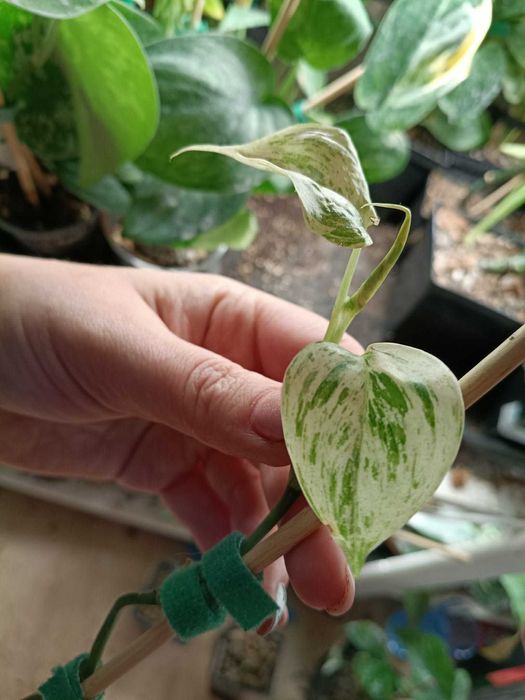 scindapsus hederaceous blue albo marble-cięty szczyt