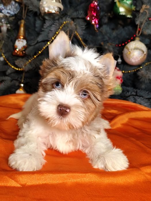 Блакитноока блондинка йорк