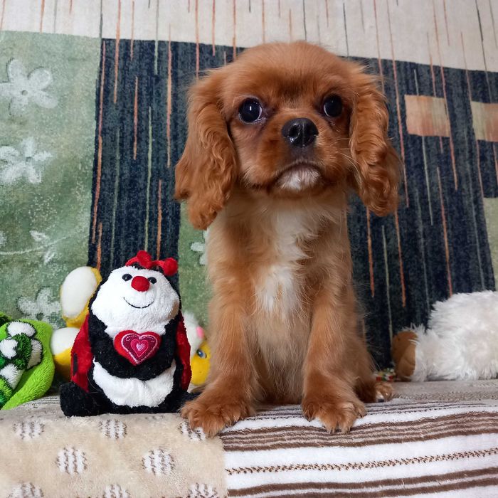 Кавалер кінг чарльз спаніель