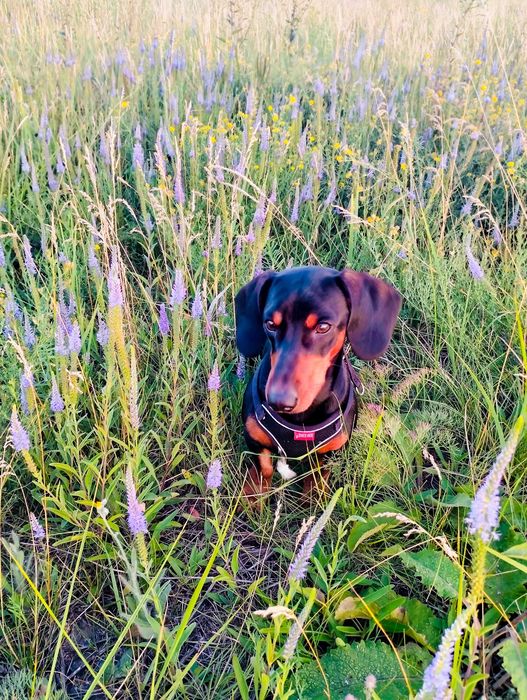 Такса, кобель такси шукає дівчинку, в'язка.