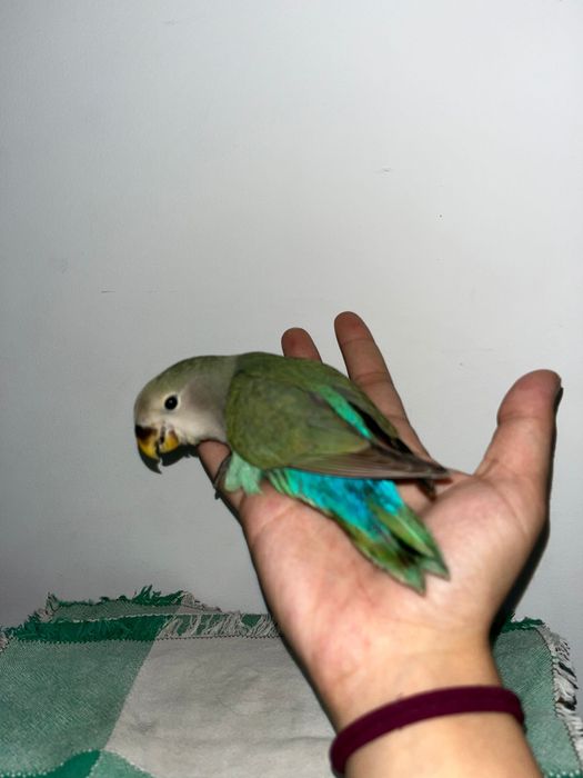 Varias aves dimesticadas  reserve ja!!