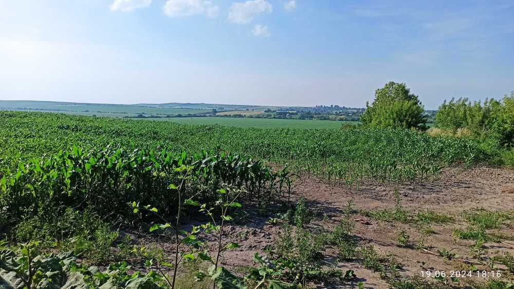 Продаж 9 Га в смт.Куликів