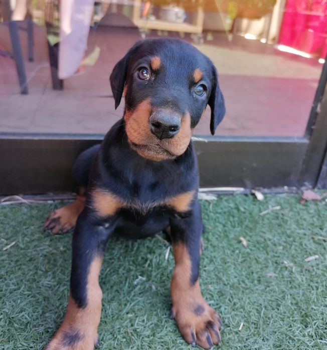 Excelente Cachorro  Doberman