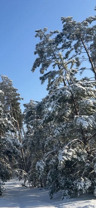 Земельна ділянка 2 Га!!! Копилів ! Терміново!