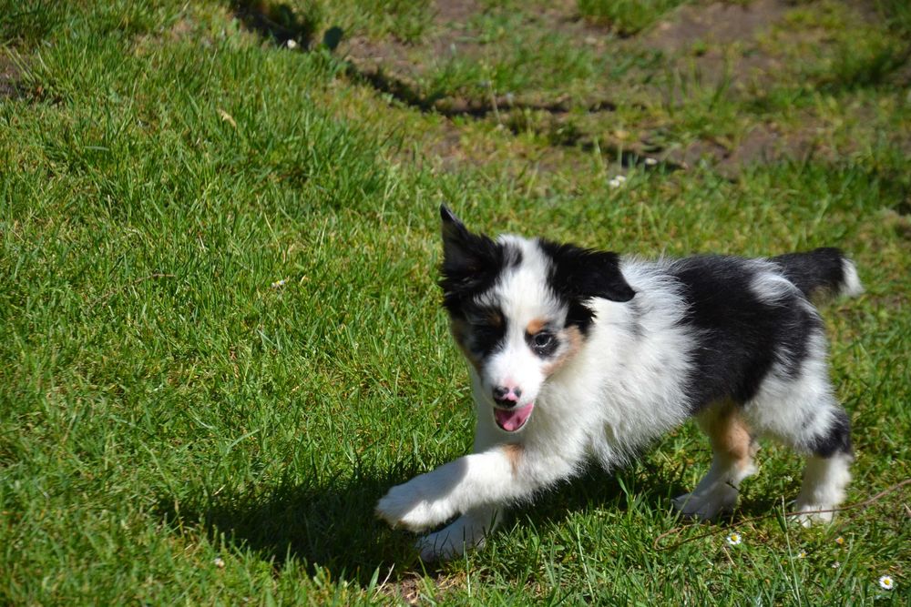 Border Collie piesek