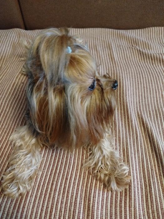 Йорк хлопчик підрощений