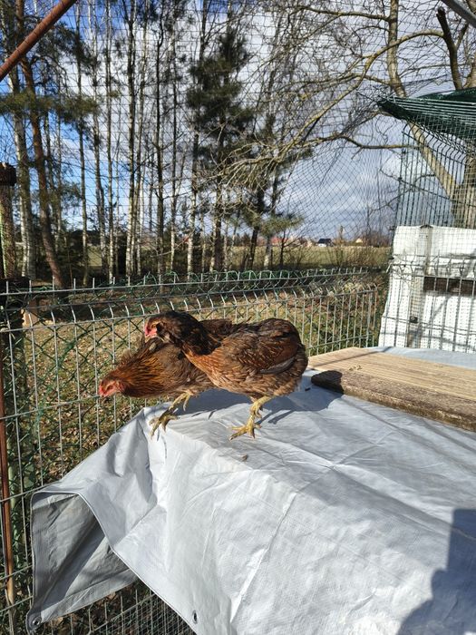 Jaja legowe kury silki, Silka paint, araukana bezogoniasta