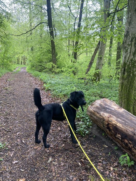 HODOR – młodziutki, wesoły i bardzo energiczny pies w typie labradora