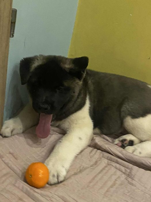 Akita American Gotowy do przeprowadzki do nowego domu.
gotowy do zamie