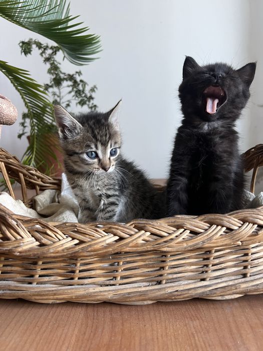 Віддам котиків в добрі руки